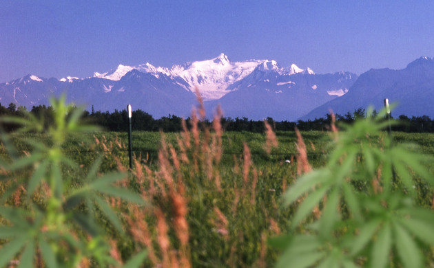 where to buy cannabis seeds in alaska