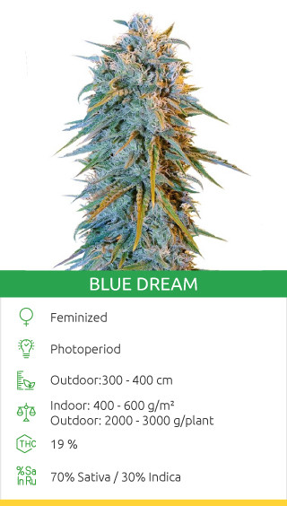 Variété Blue Dream