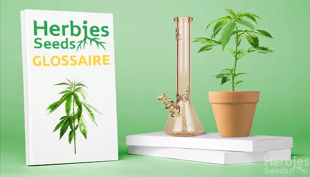 Conditions de culture du cannabis