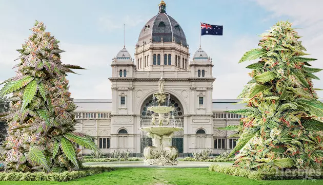 Cannabis Seeds in Melbourne