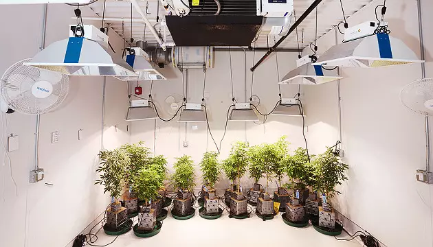 growing cannabis