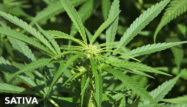 e a cannabis sativa, o que e