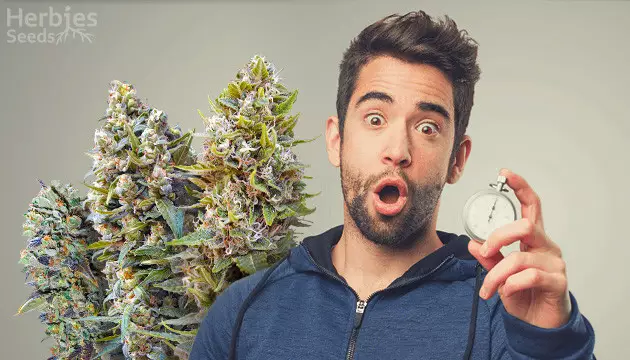 fast growing sativa strains