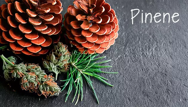 buy best-tasting cannabis seeds for sale