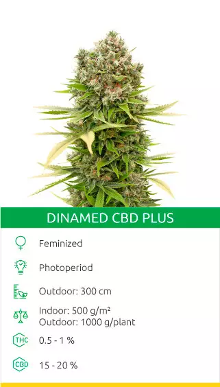 non thc marijuana