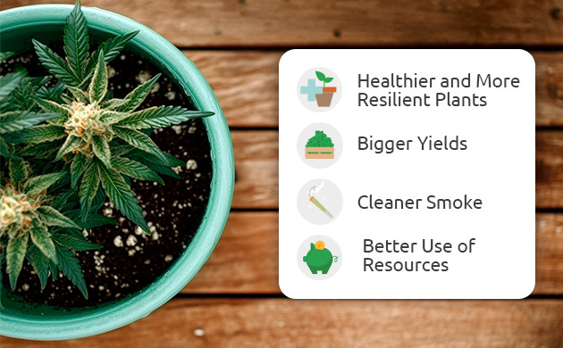 Advantages of Growing Cannabis in Living Soil benefits of living soil for cannabis