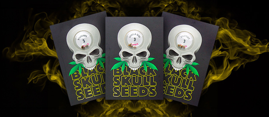 Blackskull Seeds Cannabis-Samen