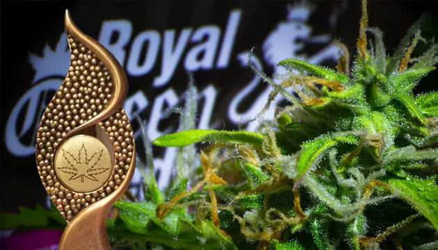 Royal Queen Seeds cannabis seeds