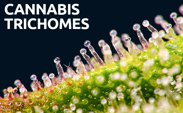 cannabis trichomes