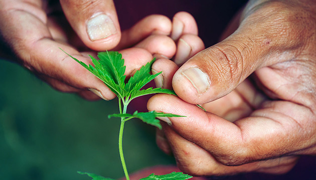 comment faire pousser de l'herbe dans les bois