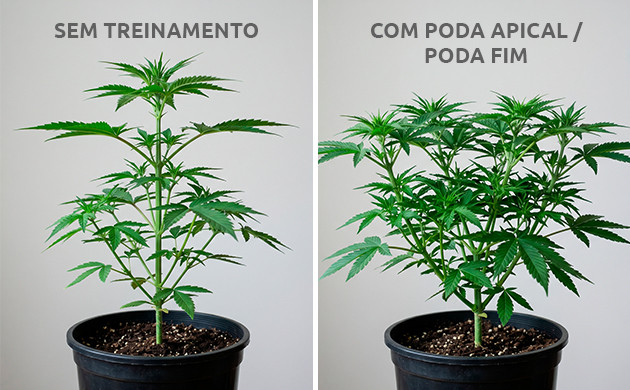 Dicas para Poda apical e Poda FIM poda apical e poda fim