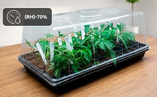 how much to water cannabis