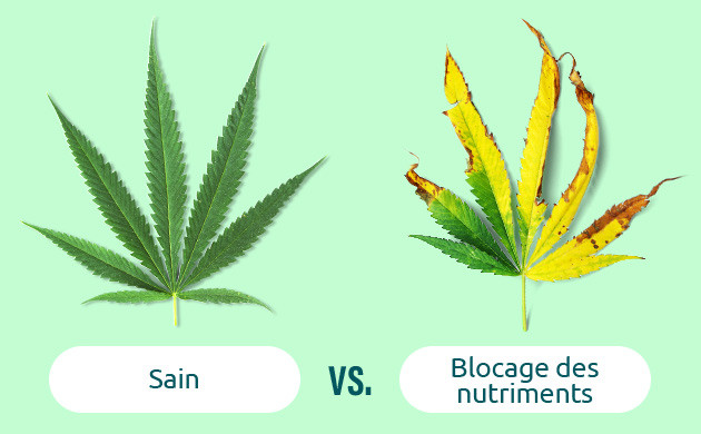 signes de blocage des nutriments