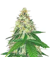 Apple Betty Cannabis-Samen Kaufen Apple Betty (Herbies Seeds)