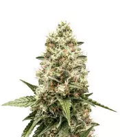 Critical Kush Cannabis-Samen Kaufen Critical Kush (Barney's Farm)