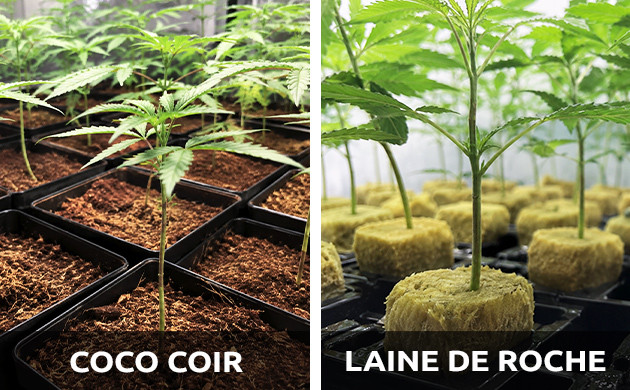 meilleurs nutriments pour les mauvaises herbes