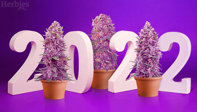 purple weed strains 