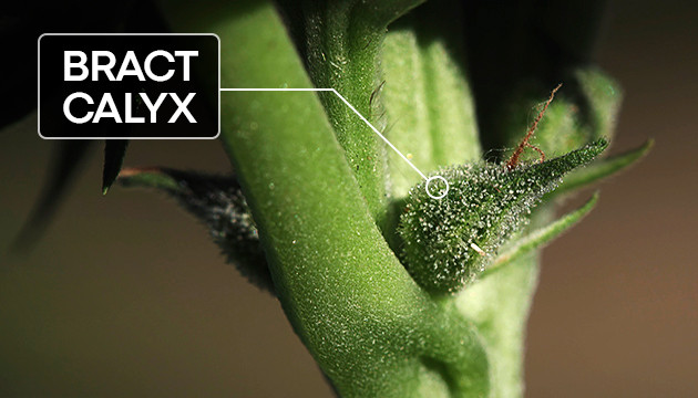 Cannabis Plant Anatomy 101 - Herbies