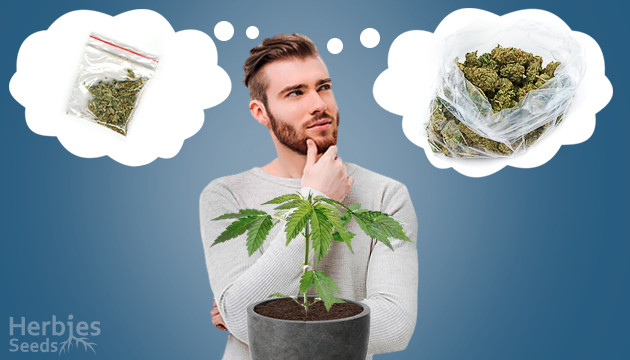 To get maximum yield from a marijuana plant, what size pot should