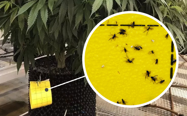 does neem oil kill fungus gnats