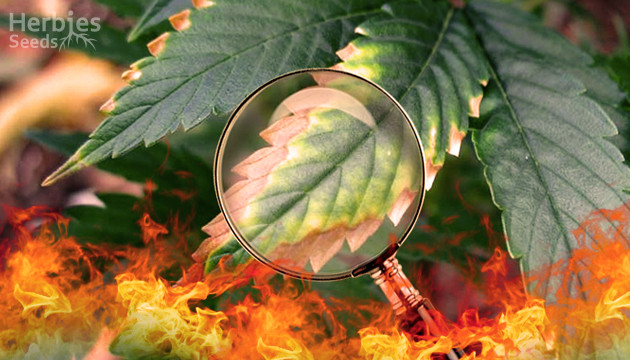 cannabis nutrient burn