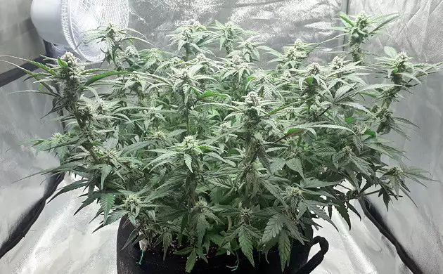Gelato Auto on flowering
