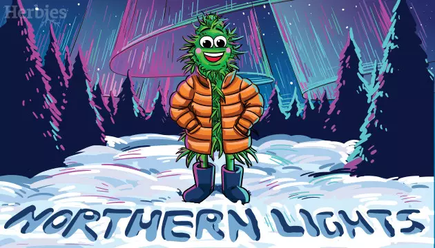 northern lights strain