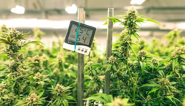 temperatura marihuana indoor