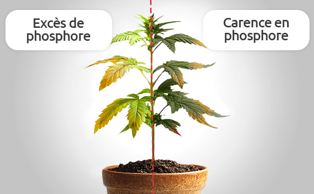 carence ou excès de phosphore