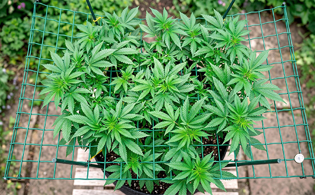 culture de cannabis en scrog