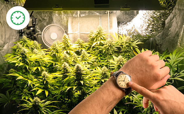 หมุนหมายเลขตามกำหนดเวลาสำหรับสายพันธุ์ autoflowering cannabis seedling light schedule