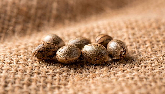 Seeds what part of the marijuana plant do you smoke