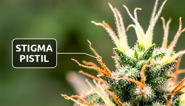 Stigma cannabis nodes
