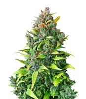 Buy CBD Auto 20:1 feminized seeds by Fast Buds CBD Auto 20:1 (Fast Buds)