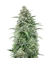 Z-Up Auto (Fast Buds)
