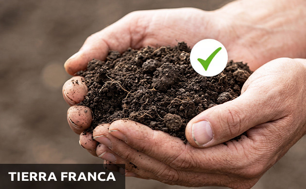 Fertilizante de cannabis