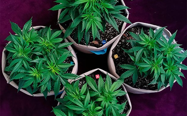 Grow Diary Grow diary hero