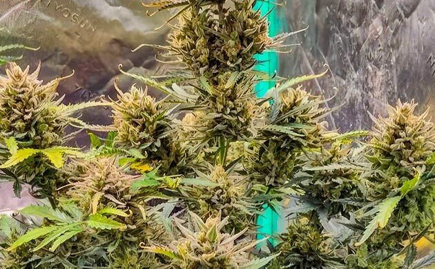 Grow Diary Grow diary hero