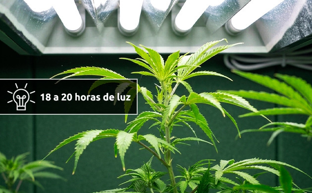decide cómo programar la luz