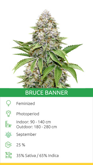 Bruce Banner #3 Fast fem