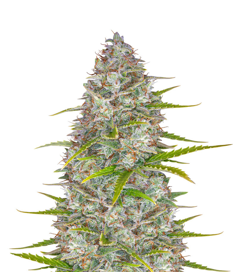 Orange Sherbet Auto seeds for sale