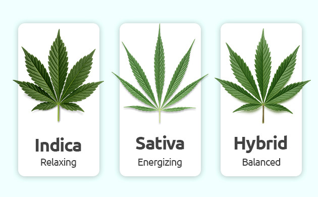 cannabis glossary