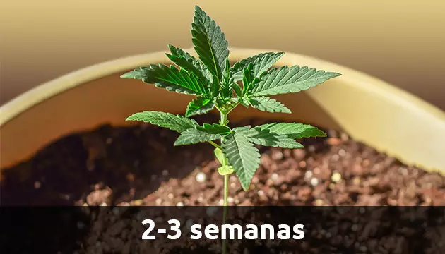 planta de marihuana en crecimiento