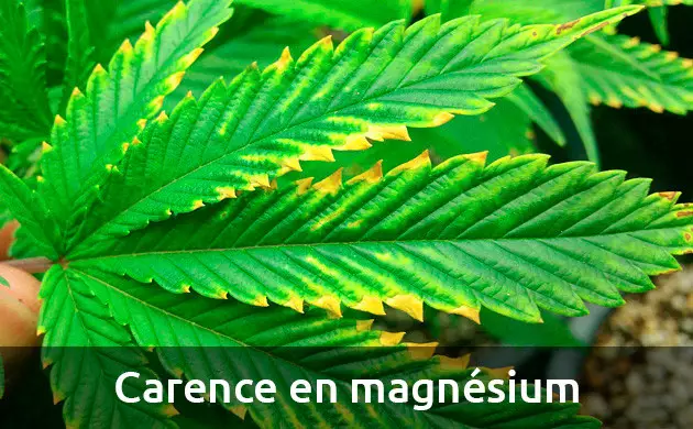 sel d'Epsom pour les plantes adventices
