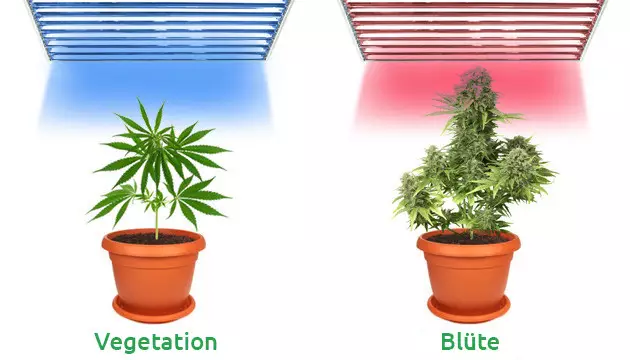 best light for growing