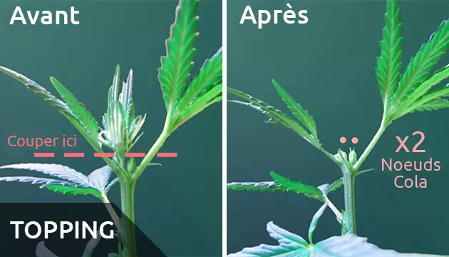 lst marijuana