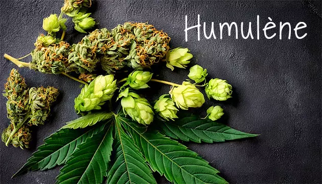 Humulène – Terreux et boisé