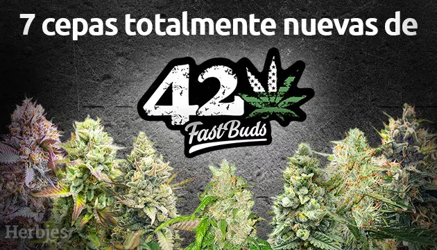 estos cogollos si que son rapidos