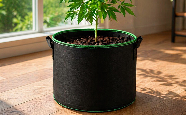 growing marijuana in pots