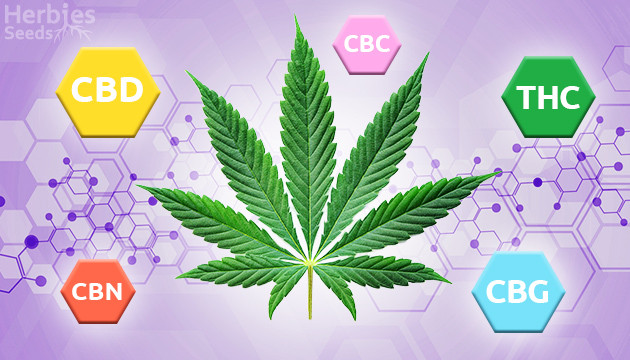 What Makes Cannabinoids Work?